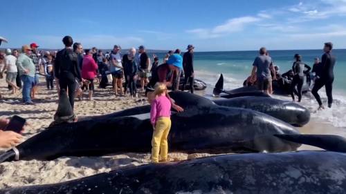 Over 100 beached whales rescued in western Australia after mass stranding [Video]