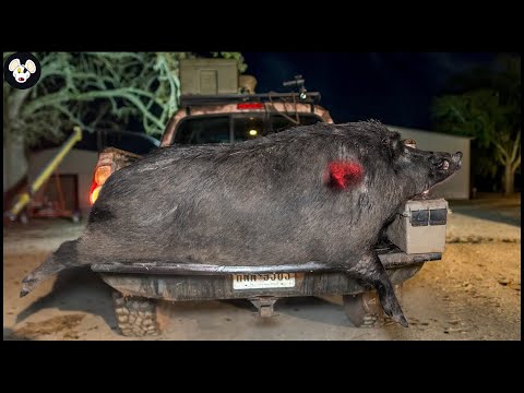 Incredible ! How Canadian Farmers Deal With Millions Of Wild Boars And Other Invasive Species [Video]