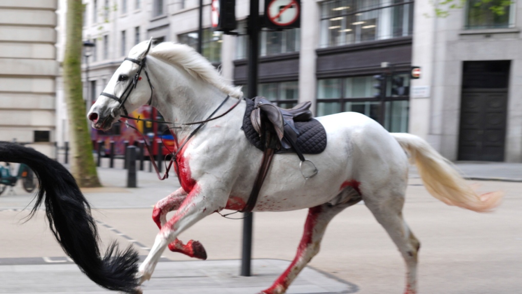 London military horses that ran loose are being cared for [Video]