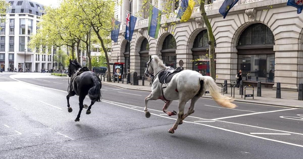 British Army says horses that bolted and ran loose in central London continue ‘to be cared for’ [Video]