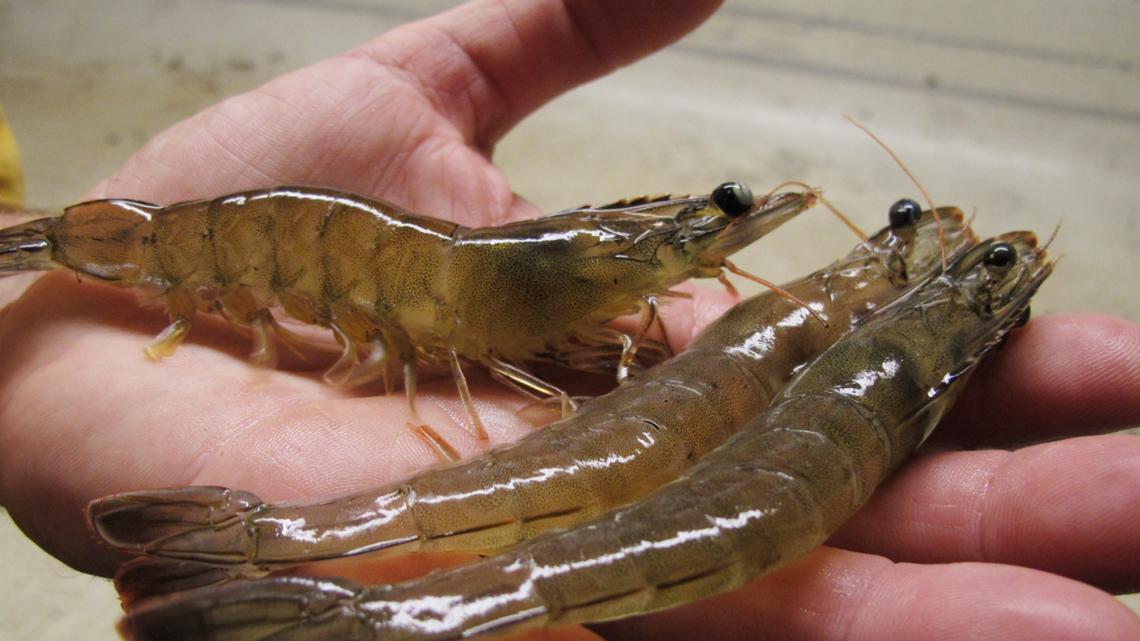 White shrimp named Georgia’s official crustacean [Video]