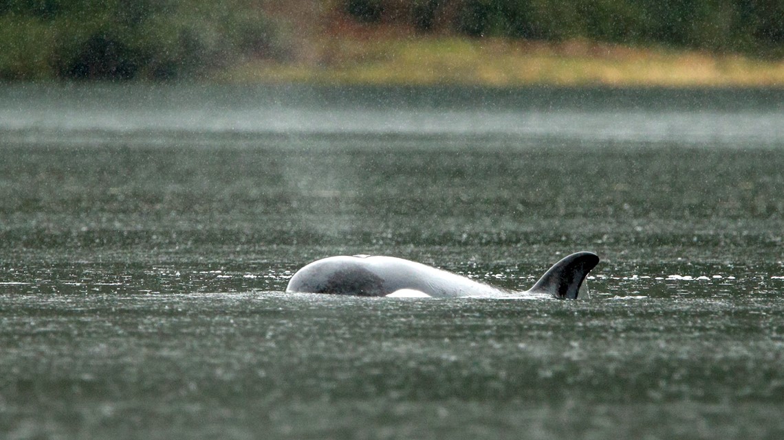 Orca calf stranded in Canadian lagoon for more than a month swims out [Video]