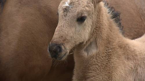 Rare Ojibwe spirit horse birth sparks excitement at Canadian farm [Video]