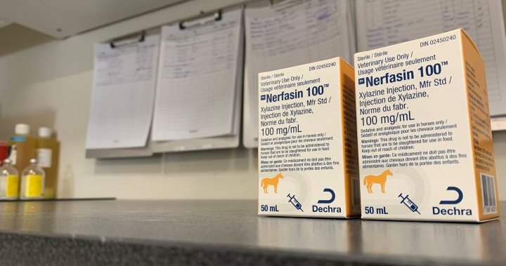 Animal tranquillizer found in 10% of tested fentanyl says N.B. harm reduction group – New Brunswick [Video]