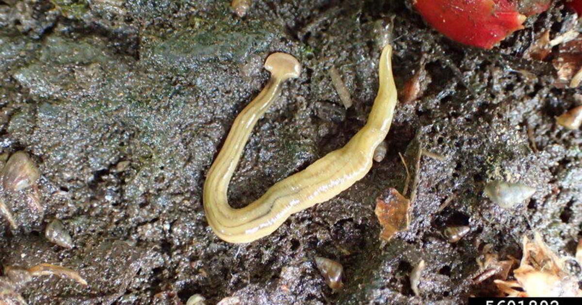 Hammerhead flatworm spotted in Ontario after giant toxic worm invades Quebec, U.S. states [Video]