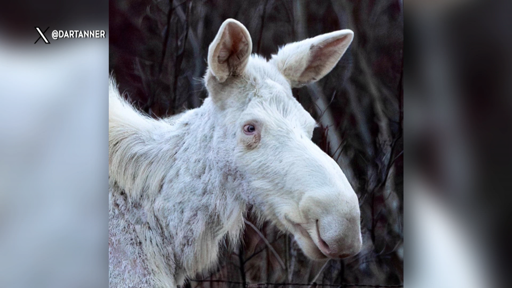 White moose spotted by Alberta photographers [Video]