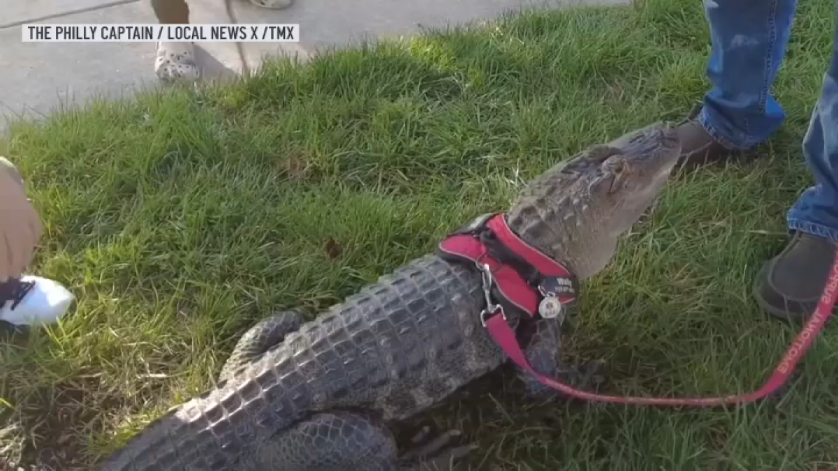 Wheres WallyGator, the emotional support alligator  NBC New York [Video]