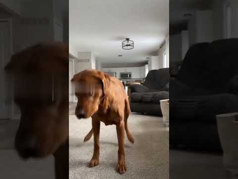 Pawsom Doggy Dance Moves Revealed [Video]