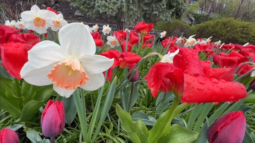 Tulip Festival: Flowers blooming early this year [Video]