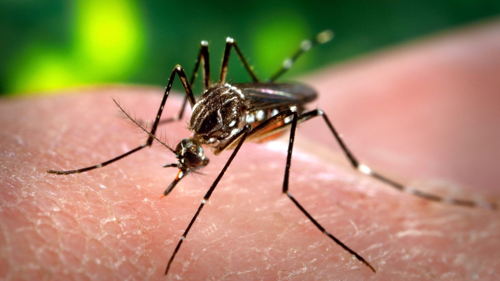 Winnipegs mosquito control program underway [Video]