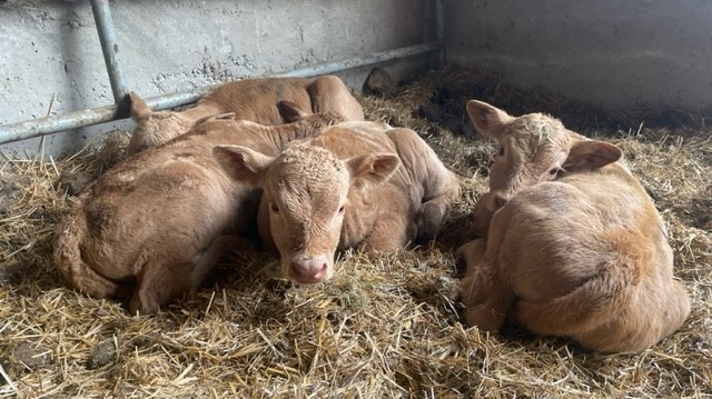 Cow gives birth to rare set of quadruplets in Saskatchewan [Video]