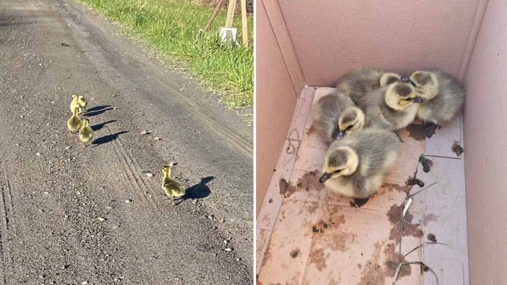 Highway 401: OPP ‘quack’ case of rogue goslings blocking on-ramp [Video]