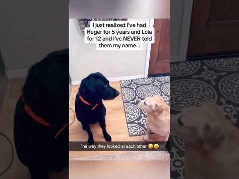 12 Years Later: Dogs Learn Owner’s Name PRICELESS REACTION! [Video]