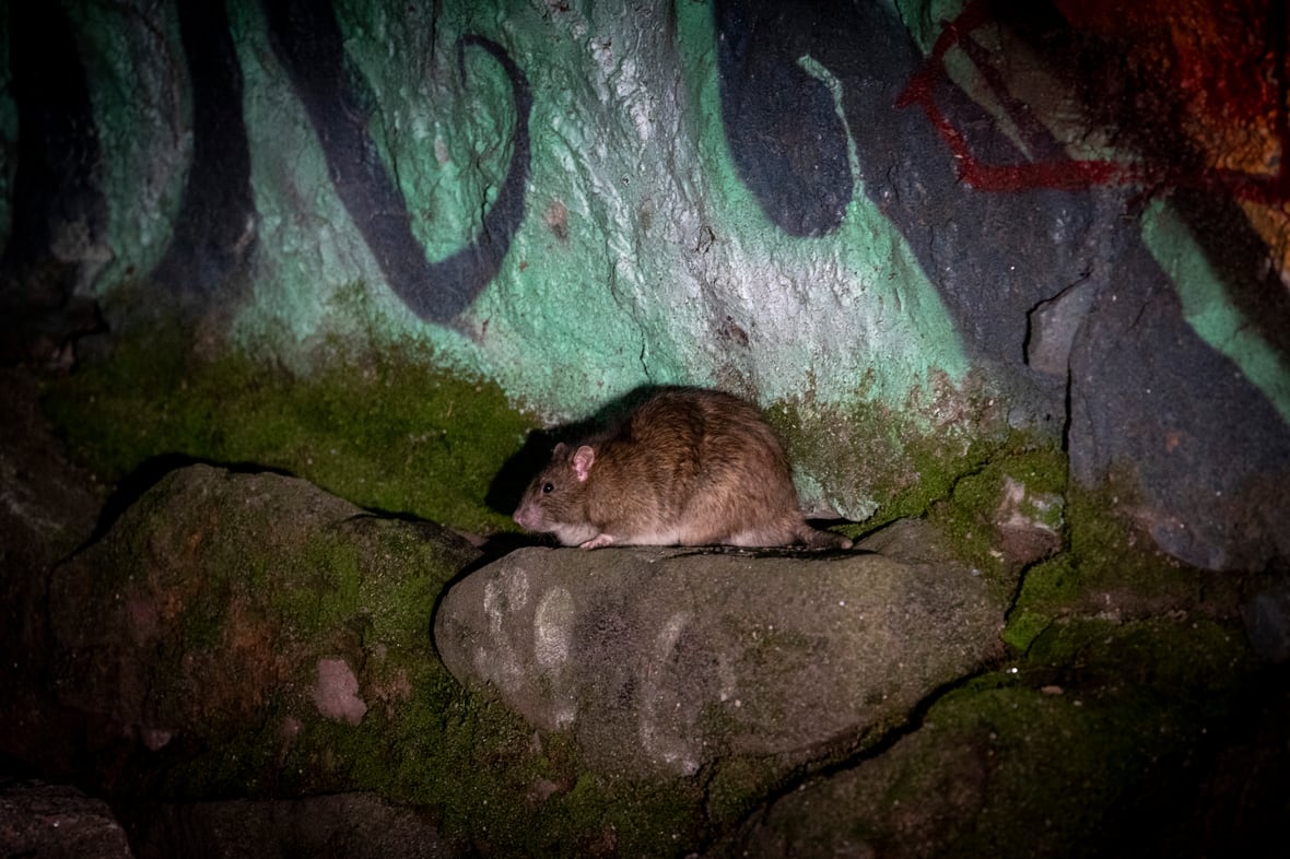 Why more rats and mice are being seen in Atlantic Canada, and what you can do about it [Video]