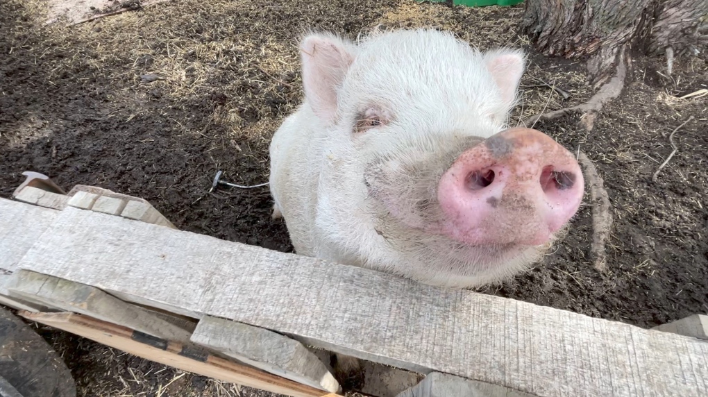 Pig sanctuary Rosie’s Rescue future uncertain [Video]