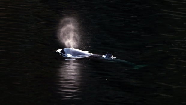 DFO warns boaters against disturbing orphan B.C. orca calf [Video]