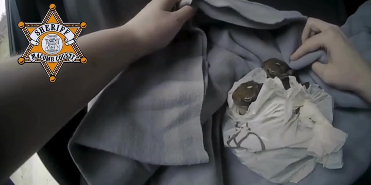 Baby rabbits recovering after being thrown out of car window in plastic bag [Video]