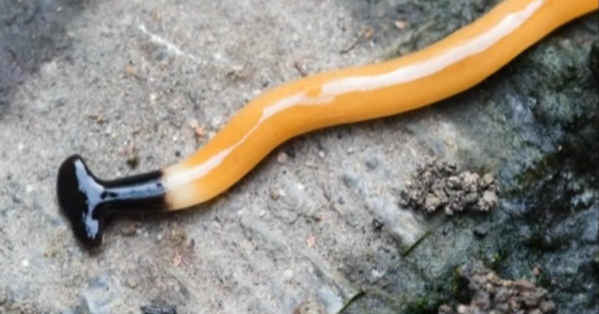 Sightings of toxic hammerhead flatworms on the rise in Canada [Video]