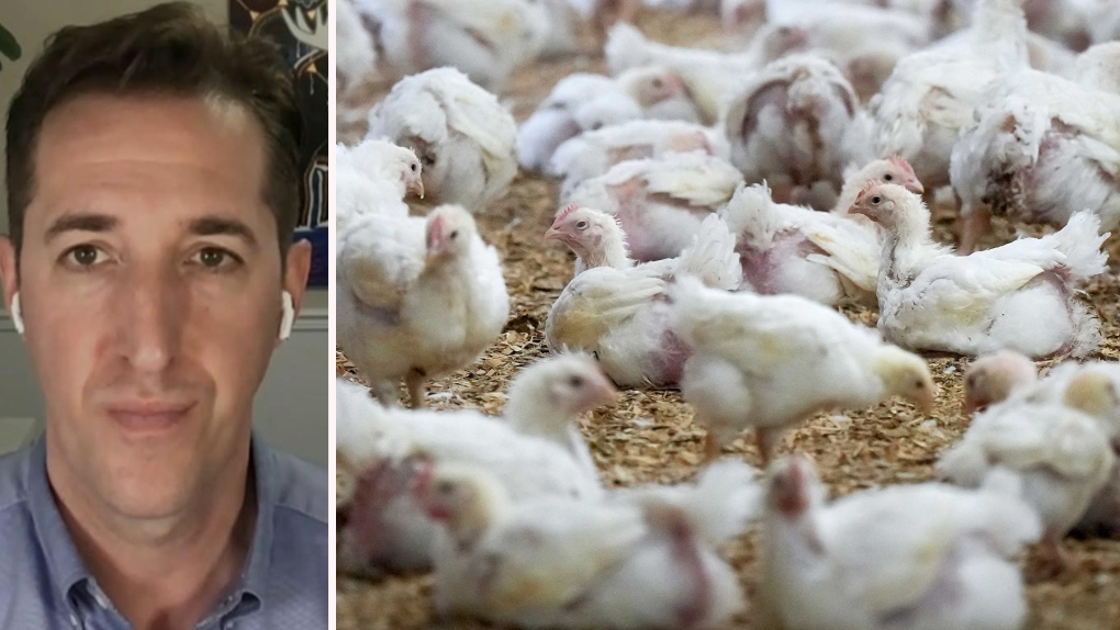 Avian flu: What are the risk to humans? [Video]
