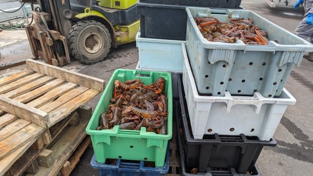 With 1st North Shore catches in, P.E.I. lobster crews ‘cross fingers’ they get a good price [Video]