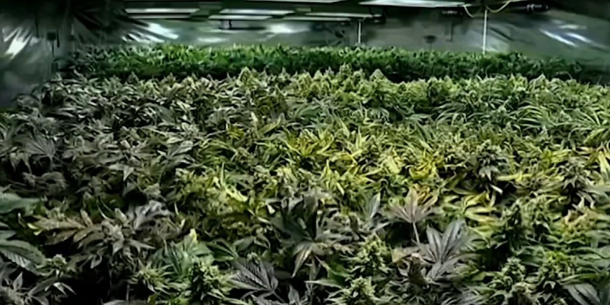 Ho-Chunk Nation decriminalizes cannabis [Video]