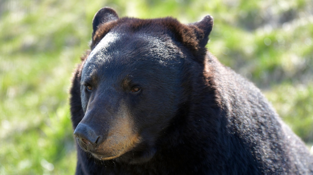 Bear in Discovery Ridge prompts area closure [Video]