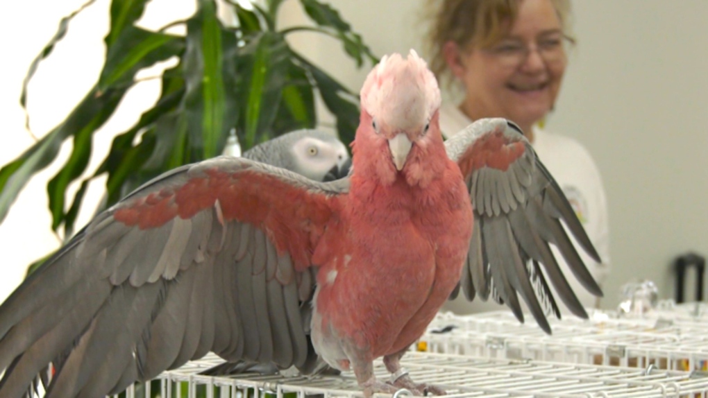 Calgary Parrot Club brings birds to Airdrie care home [Video]