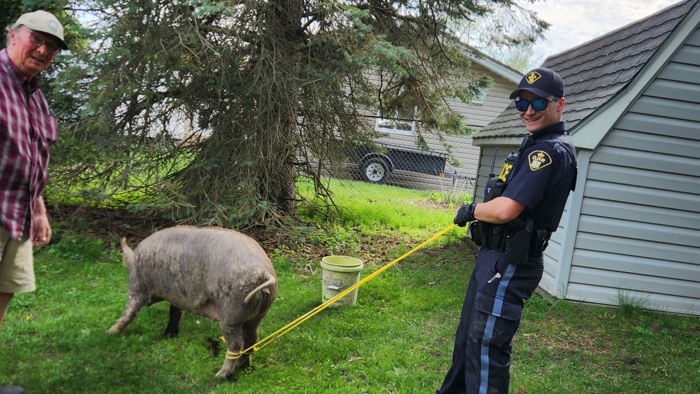 OPP help round up pig and her piglets [Video]