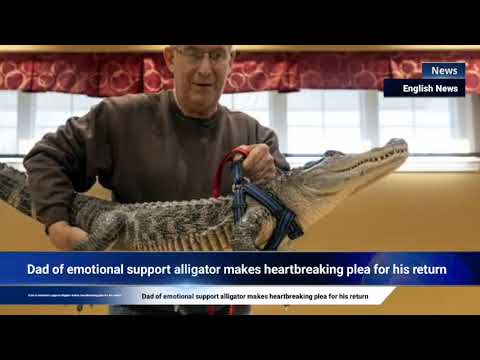 Dad of emotional support alligator makes heartbreaking plea for his return [Video]