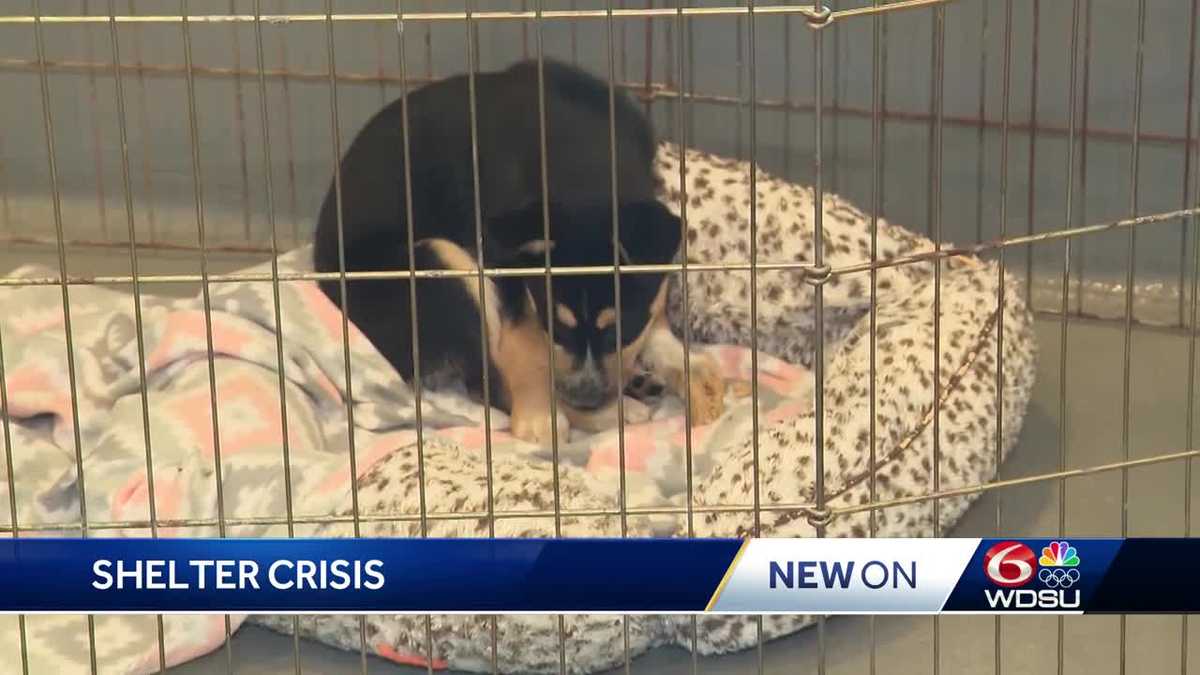 Animal shelters across Louisiana say overpopulation and overcrowding are pushing them over the edge [Video]