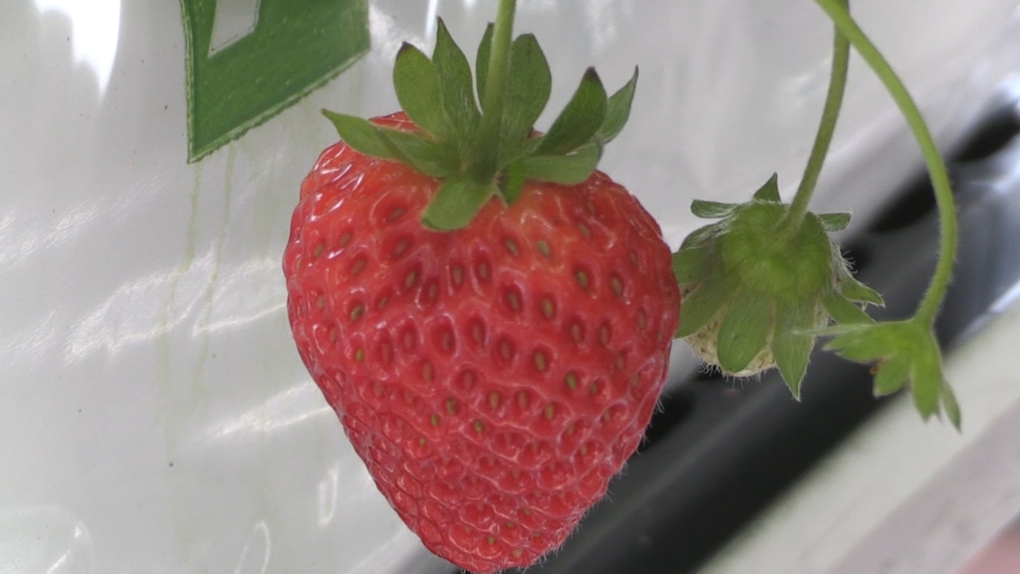 Growing strawberries year-round with help from AI [Video]