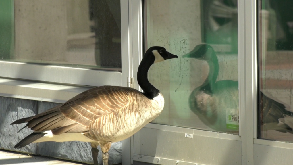 Nesting Canada geese settle in urban Calgary hangouts [Video]