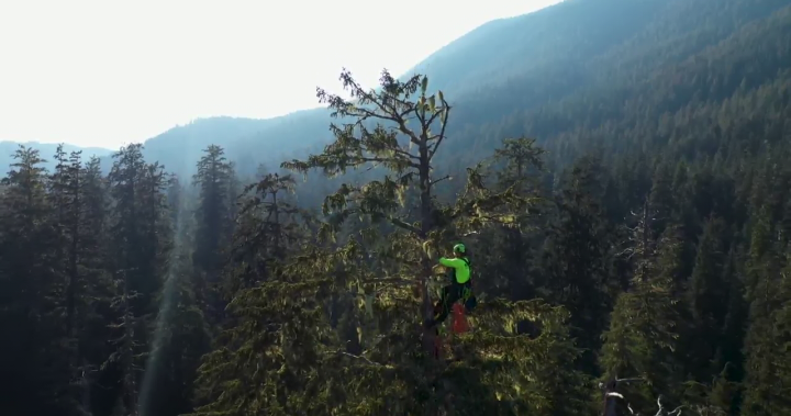 Get a birds-eye view from one of Vancouver Islands tallest trees [Video]