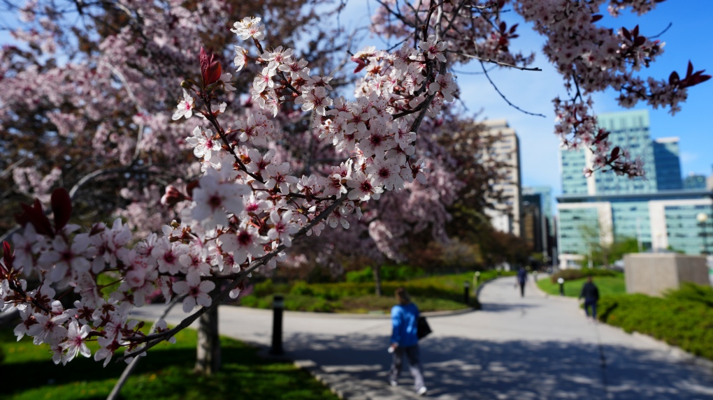 Ottawa weather: A mostly sunny Mother’s Day weekend in Ottawa, with a chance of showers Saturday and Sunday [Video]