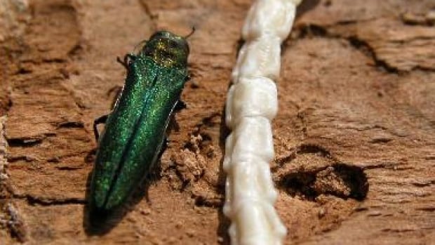 Beetle that destroys ash trees found in B.C. for 1st time [Video]