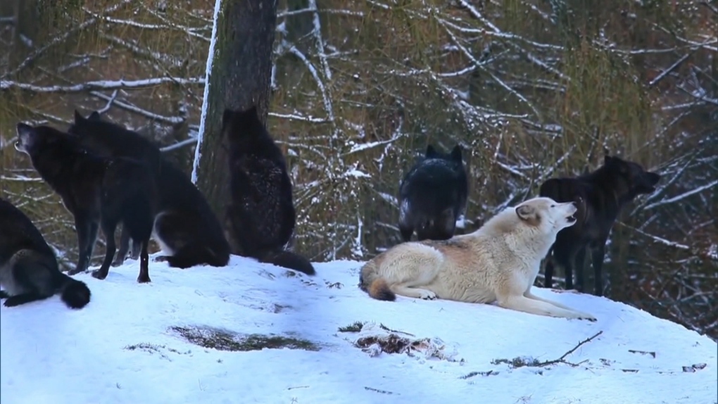 Pacific Wild conservation group wants end to B.C. wolf cull [Video]