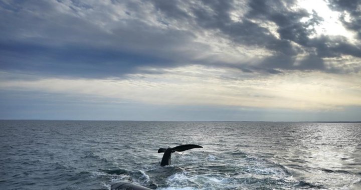 Entangled right whale spotted off New Brunswick with fishing gear stuck in its mouth - New Brunswick [Video]