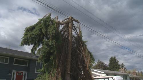 Residents upset with Fortis over tree trimming [Video]