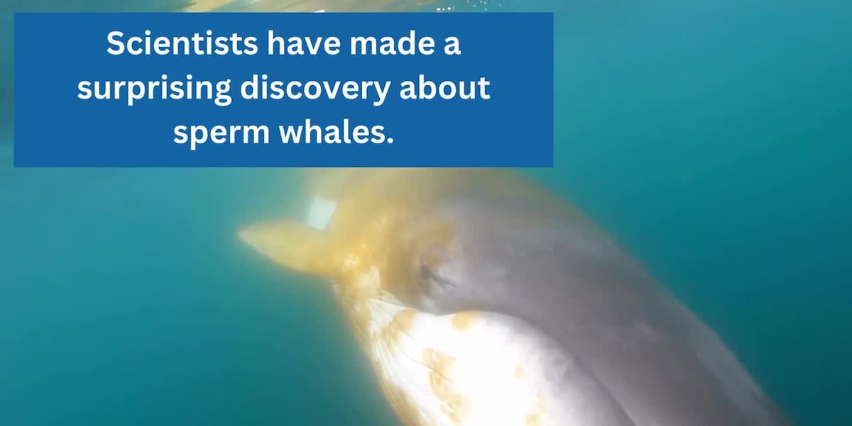 Scientists say they’ve discovered a ‘phonetic alphabet’ within whale calls [Video]