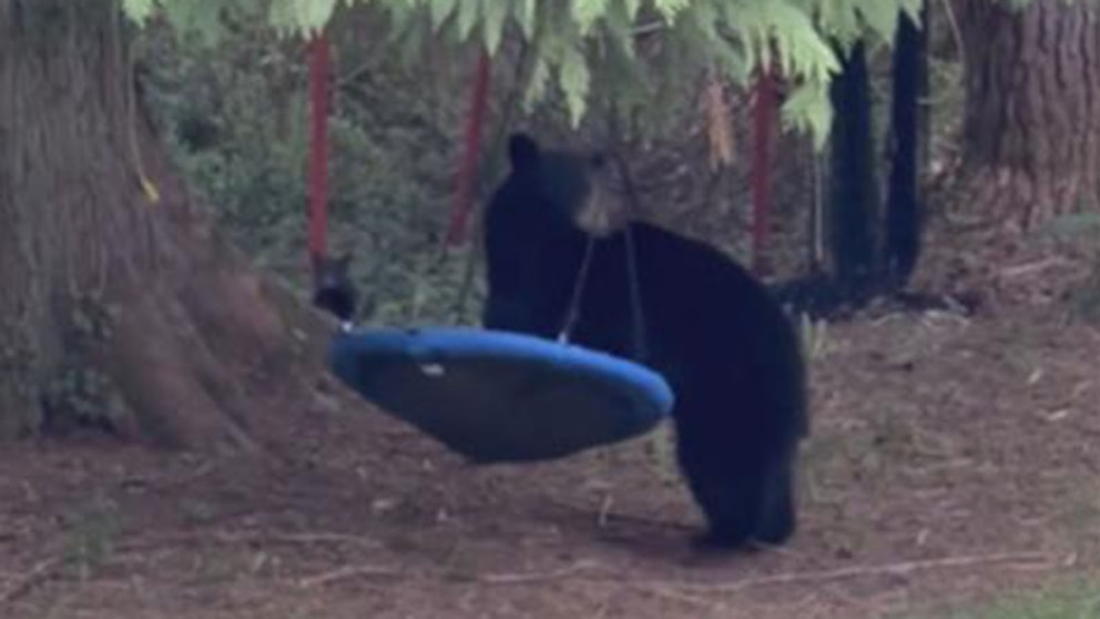 Video Mama bear chills on swing in British Columbia backyard [Video]
