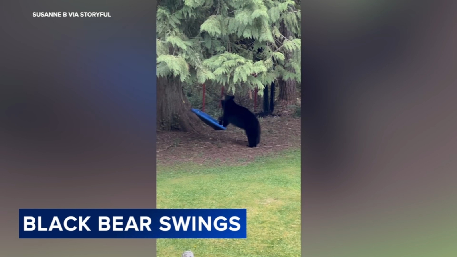 Black bear and cub play on swing in garden in British Columbia, Canada [Video]