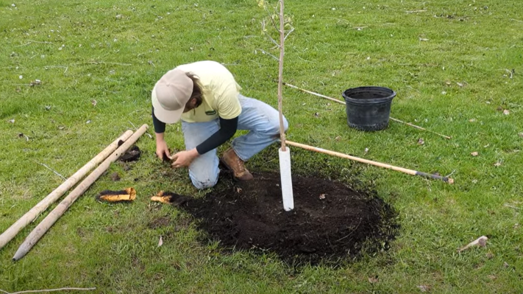 City of Selkirk planting fruit trees for local consumption [Video]