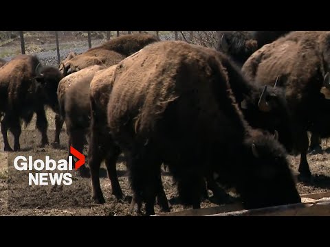 Bison in Atlantic Canada? Nova Scotia farm hopes to become tourist attraction [Video]