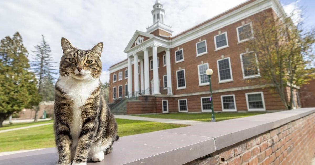 A college puts the ‘cat’ into ‘education’ by giving Max an honorary ‘doctor of litter-ature’ degree [Video]