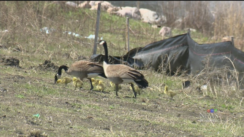 Manitoba news: Province investigating viral post alleging goslings stolen [Video]