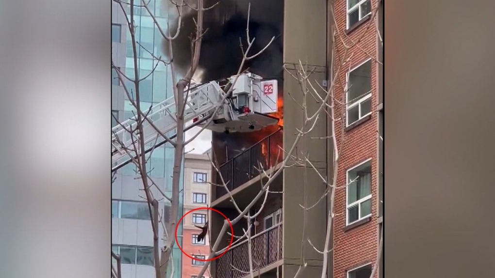 Edmonton cat that jumped from burning balcony up for adotpion [Video]