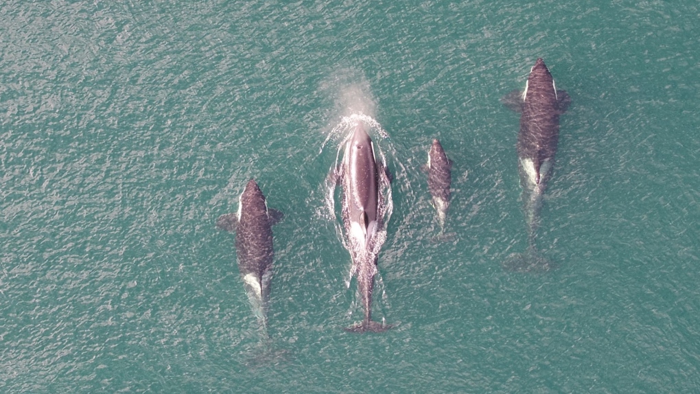 Videos show breathing patterns of killer whales off B.C. coast [Video]