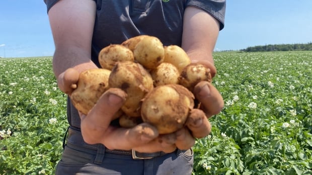 Eyes on the fries: Alberta snatches potato crown from P.E.I. [Video]