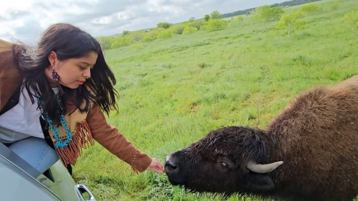 How bringing buffalo back can combat climate change, heal indigenous people in Texas [Video]