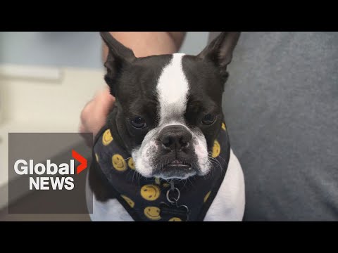 Bringing your dog to the US from Canada? New requirements go into effect Aug. 1 [Video]
